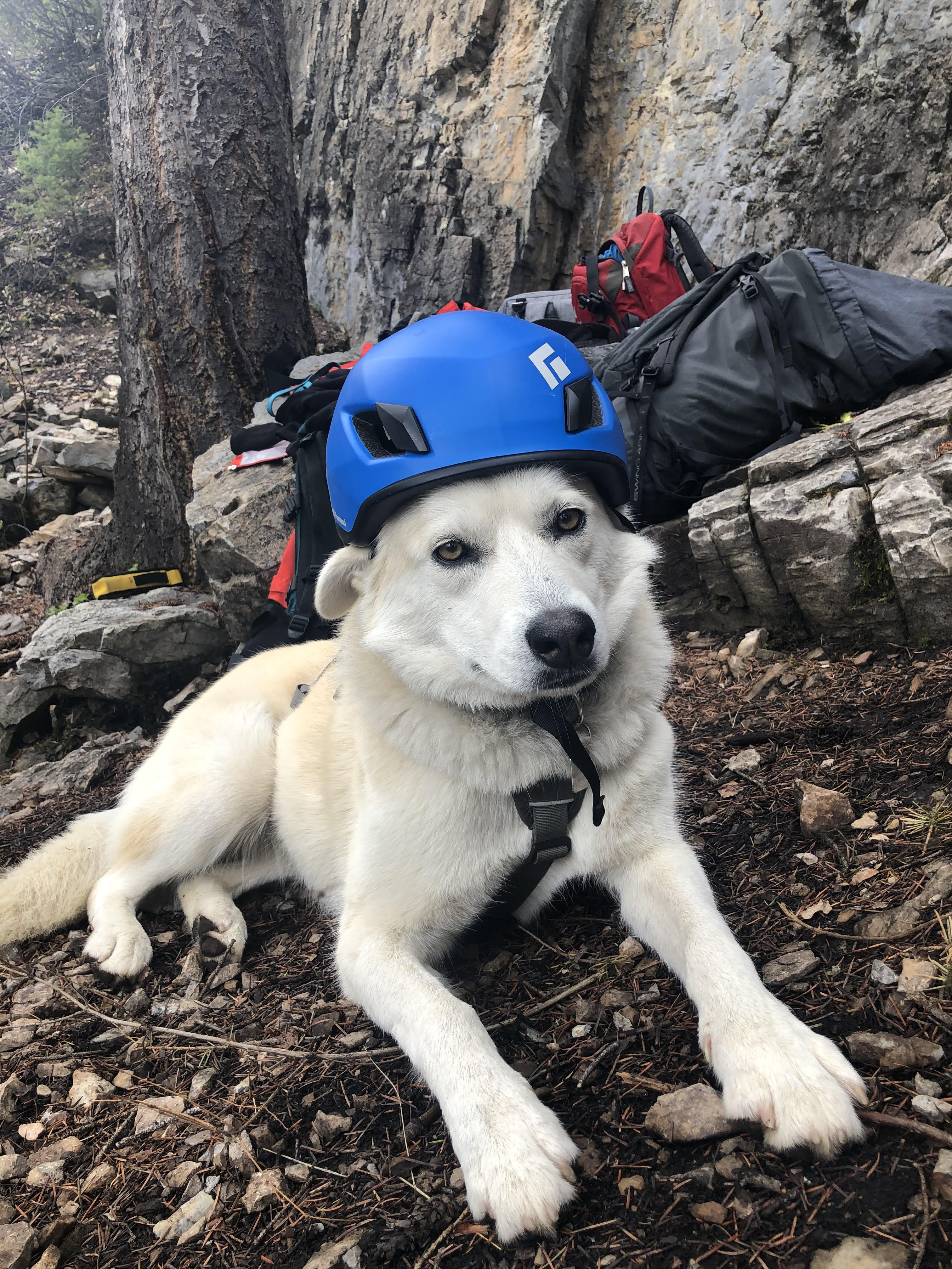Mishka the dog wearing a blue climbing helmet, resting on the rocks below a crag